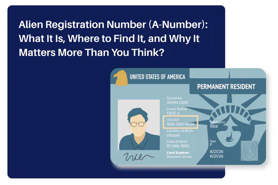 green card showing the USCIS number, also known as the Alien Registration Number